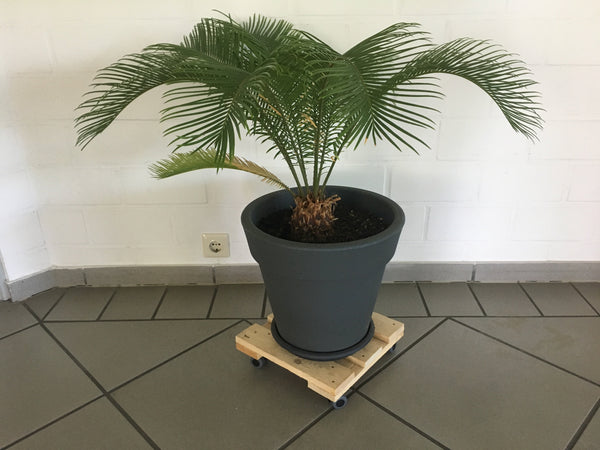 Pflanzenroller 300x300mm aus Nadelholz natur, 4x Doppelrollen Ø35mm fertig montiert